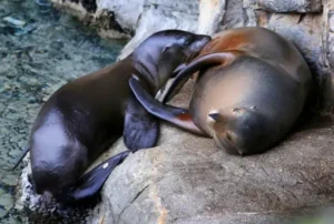 12. Sea Lion