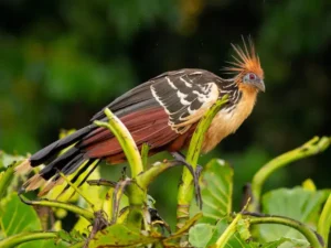 18. Hoatzin