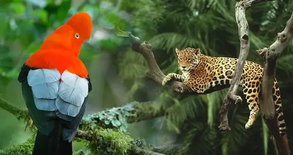 20 National Animals of Peru