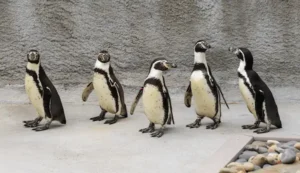 7. Humboldt Penguin