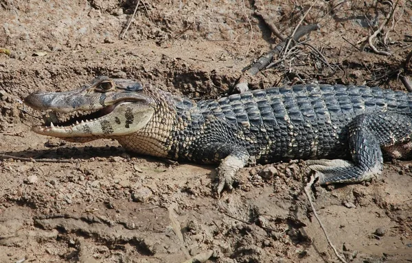 Black Caiman