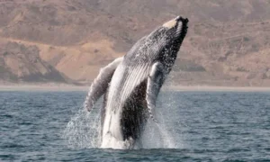 Coastal Region: Marine Wildlife Along the Pacific