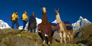 Discover the 20 National Animals of Peru and Their Cultural Importance