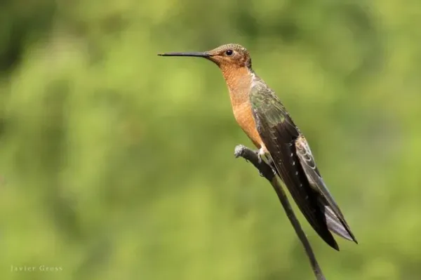 Giant hummingbird