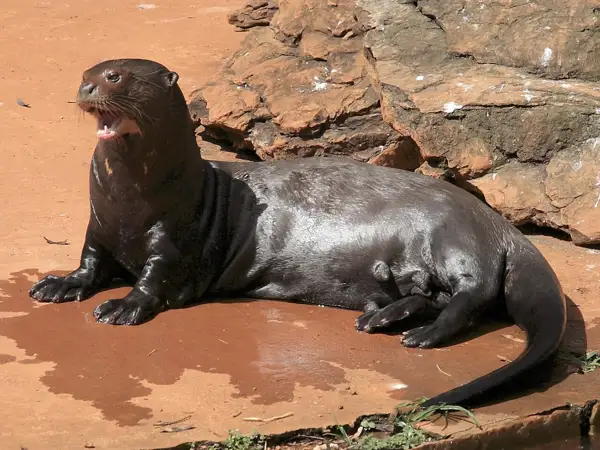 Giant otter