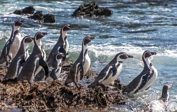 Humboldt Penguin