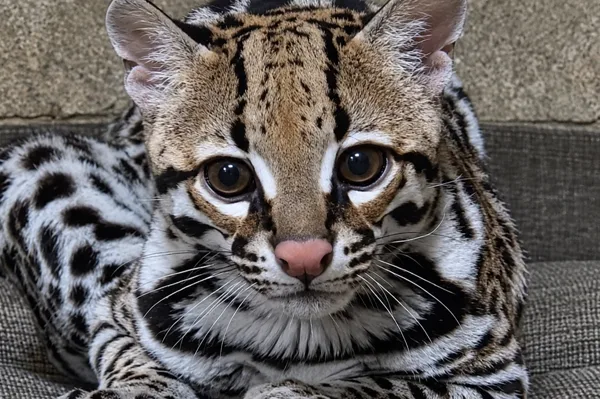 Ocelot