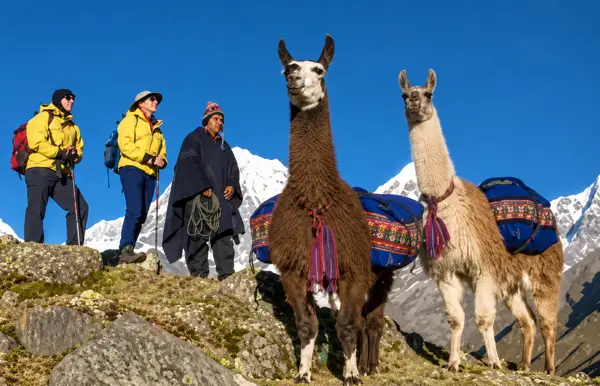 Peruvian Llama