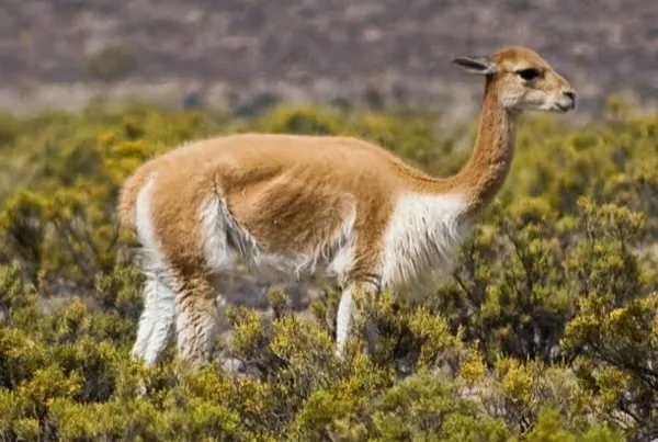 Peruvian Vicuña