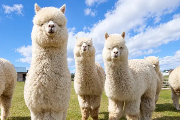 Peruvian alpaca