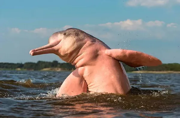 Pink river dolphin