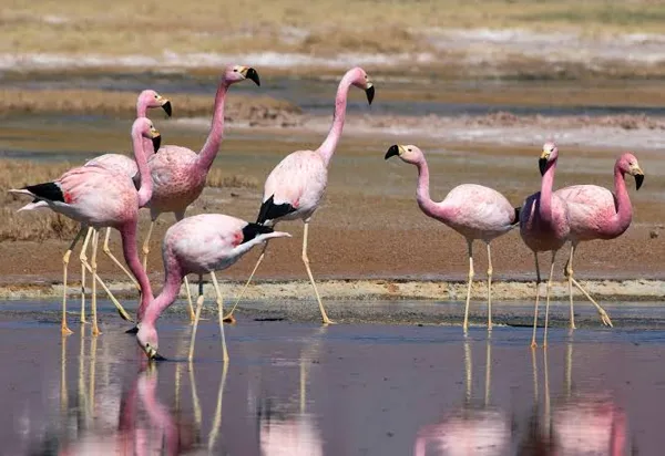 Puna flamingo