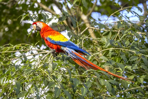 Scarlet macaw