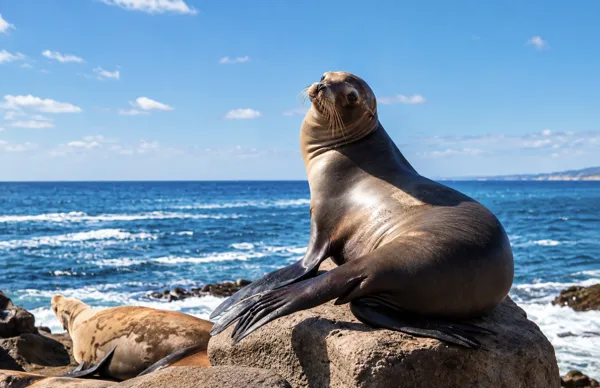Sea lion