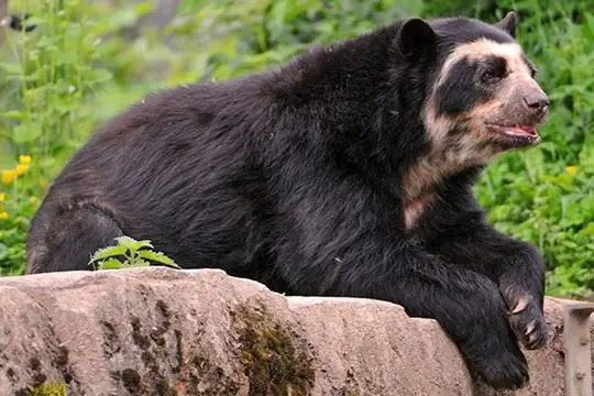 Spectacled bear