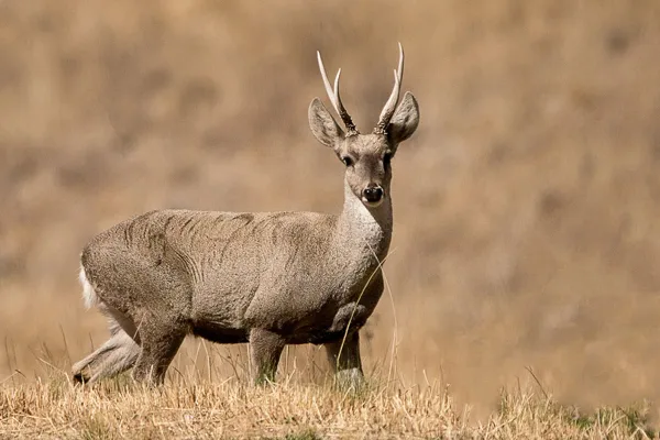 Taruca deer