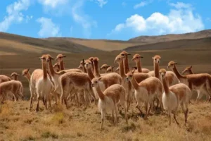 What Are the National Animals of Peru