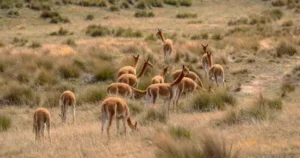 Why the National Animals of Peru Matter for Conservation