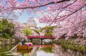8. Visit Japan During Cherry Blossom Season
